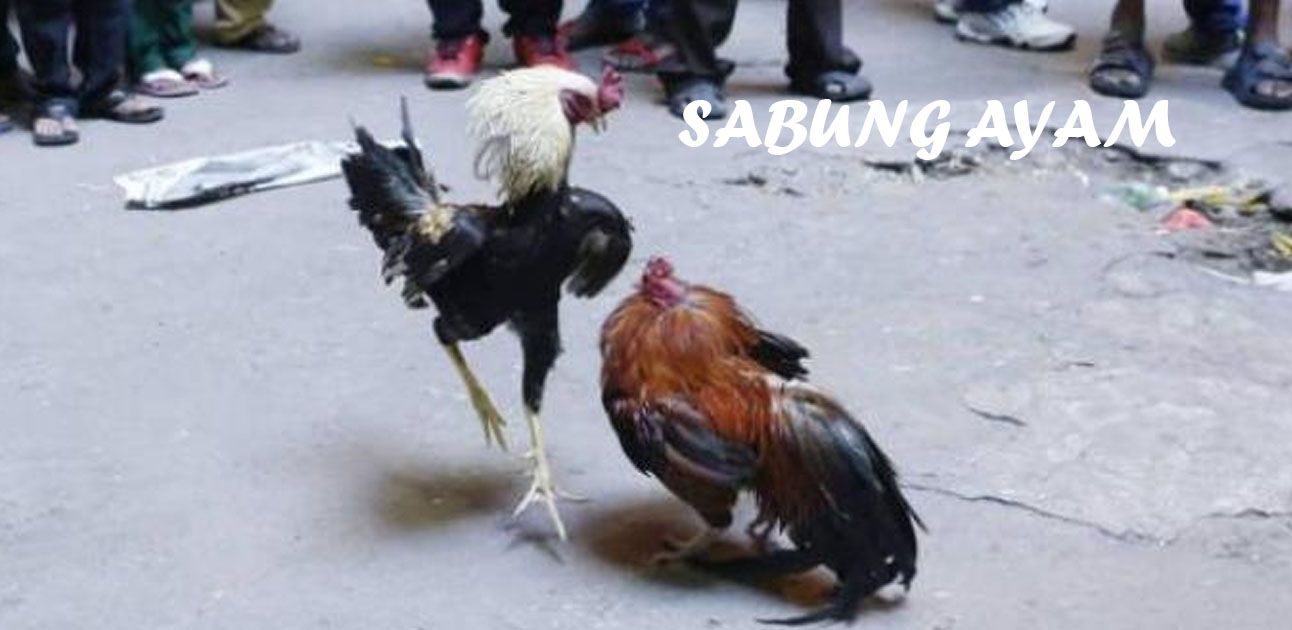 Situs Sabung Ayam Resmi Dengan Deposit Pulsa Tanpa Potongan